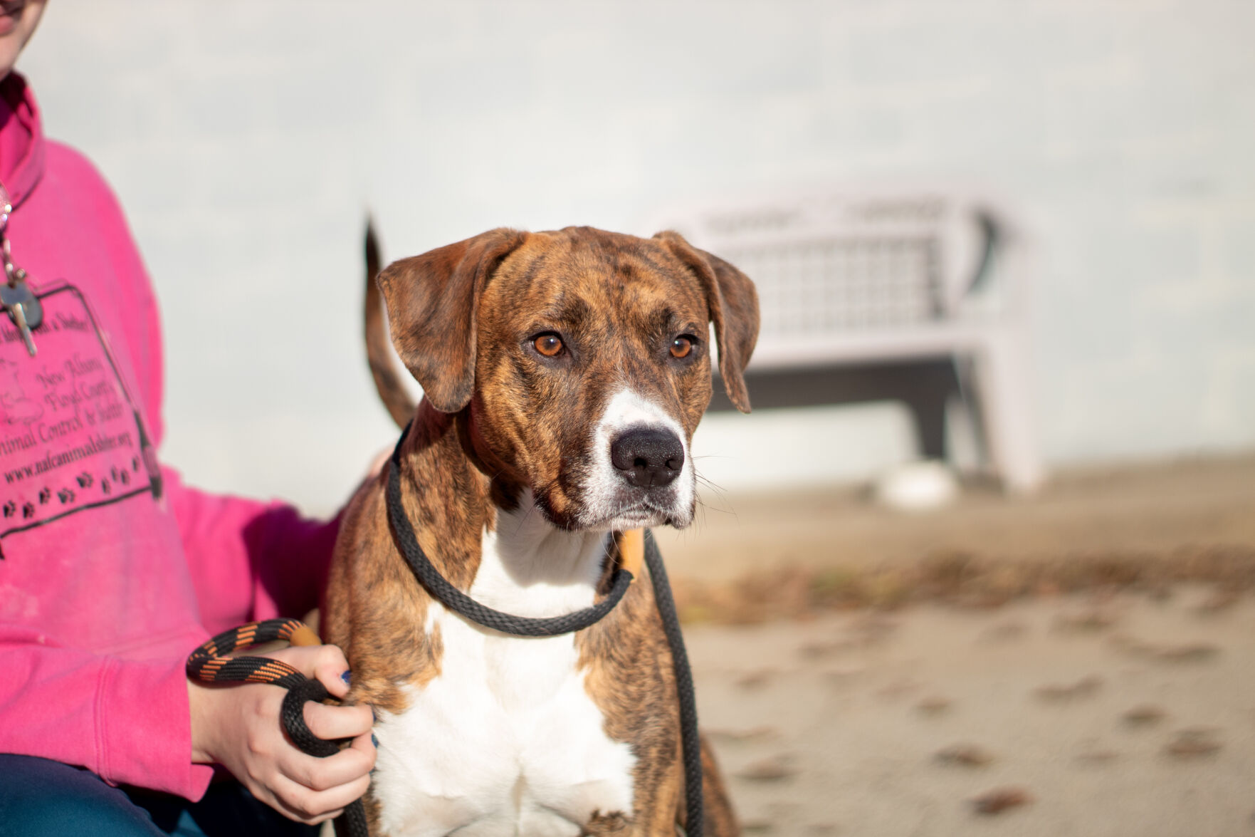 Pet of the Week: Maurice